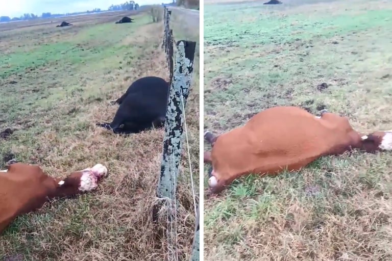 Un fenómeno extremo mató las vacas de un campo y las imágenes se viralizaron en las redes