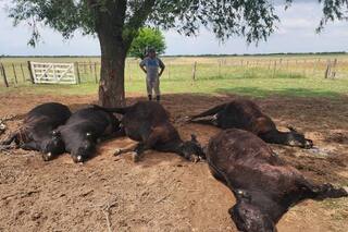 El drama de un productor al que un rayo le mató seis animales