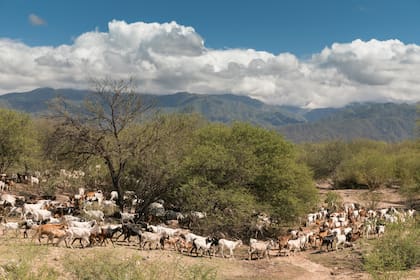 Un rebaño de cabras, camino a Andalgalá.