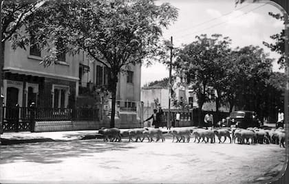 Un rebaño de ovejas arriado en calle Parejas, frente a la plaza Arenales. 1938.