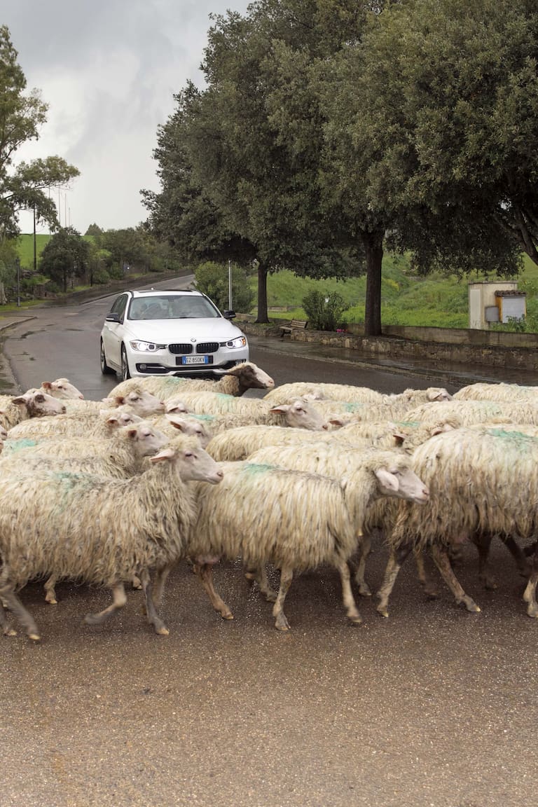 Un rebaño que cruza la ruta en las afueras del complejo nurágico de Barumini