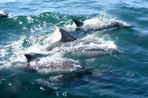 Un reciente estudio pone en alerta la contaminación de fármacos en la fauna marina, más precisamente en delfines