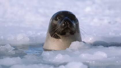 Un reciente informe de la Organización de Naciones Unidas estima que con base en los compromisos actuales de reducción de emisiones de CO2, para 2100 la temperatura en el planeta habrá aumentado 2,7 °C