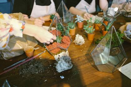 Un refrán que también aplica a las plantas: más vale prevenir que curar.