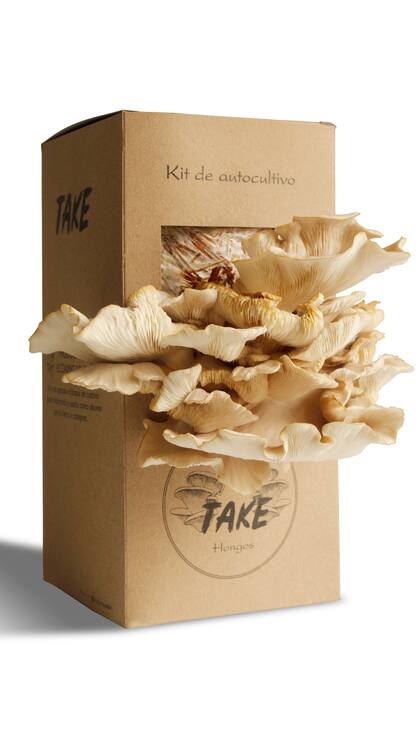 Un regalo súper original que no requieren mucho espacio (alcanza con tenér 1/2 m²) y puede fructificar en patios, terrazas, lavaderos e interiores. Hay que ubicarlo en un rincón sombrío, sin corrientes de aire ni calefacción.