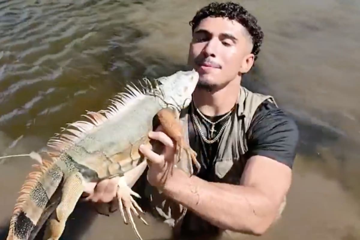 Na Flórida, ele é chamado de “Tarzan Cubano” e é famoso por capturar iguanas congeladas que caem das árvores. Na Flórida, ele é chamado de “Tarzan Cubano” e é famoso por capturar iguanas congeladas que caem das árvores.