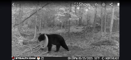 Un residente alertó a DNR sobre la presencia del oso
