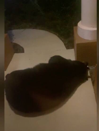 Un residente de Florida capt a un oso durmiendo en la entrada de su casa