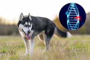 Un residente de Virginia le hizo un análisis de ADN a su perro y descubrió que tenía un linaje salvaje