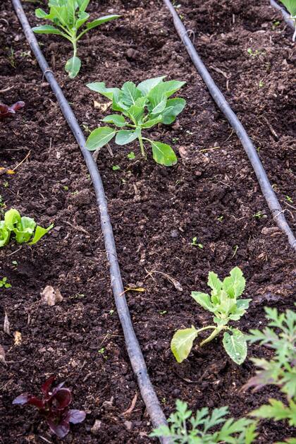 Un riego abundante y espaciado evita superficies siempre húmedas y problemas de hongos