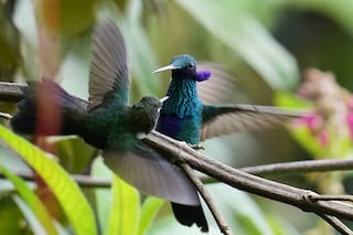 Un rincón de los Andes, último reducto de colibríes que son el emblema de la capital de Ecuador