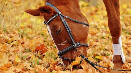 Un rincón gauchesco, con naturaleza por dónde se mire: Mercedes