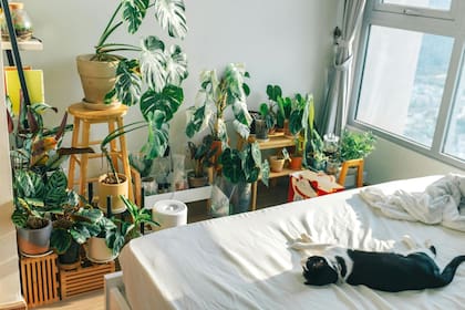 Un rincón verde cerca de una ventana puede ser un paisaje verde que cambie el aire (y el ánimo)