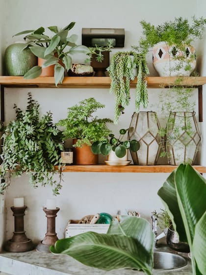 Un rincón verde con distintas especies dispuestas en estantes de madera