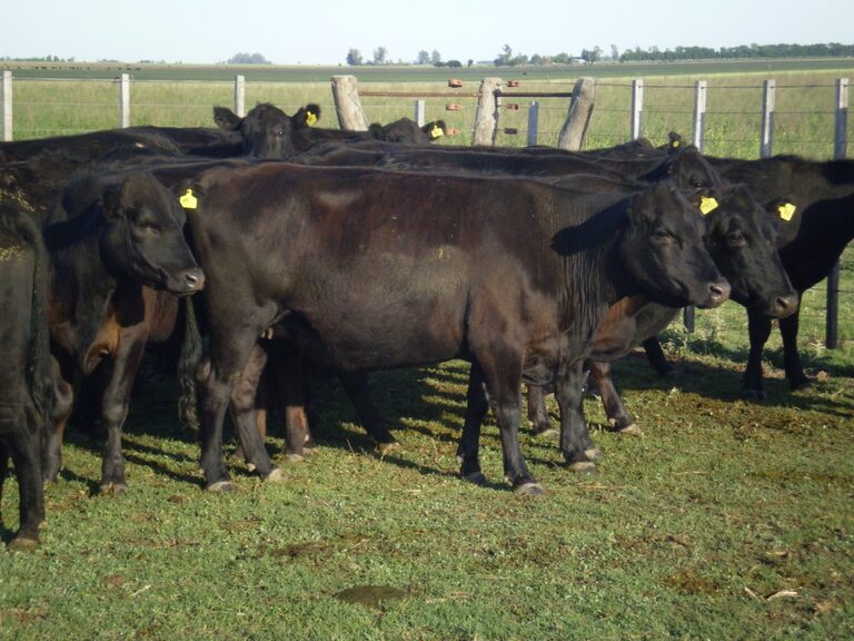 La reconstrucción que será inevitable en los campos ganaderos cuando ...