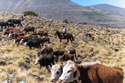 Un rodeo vacuno de la Patagonia, que es libre de aftosa sin vacunación
