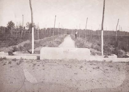 Un sector antiguo de las viñas y el sistema de riego.