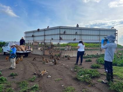 Un segundo comedero de Cayo Santiago. Los investigadores aprovechan la hora de comer de los monos para hacer un censo de la población