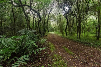 Un sendero del Parque Nacional El Rey, en Salta