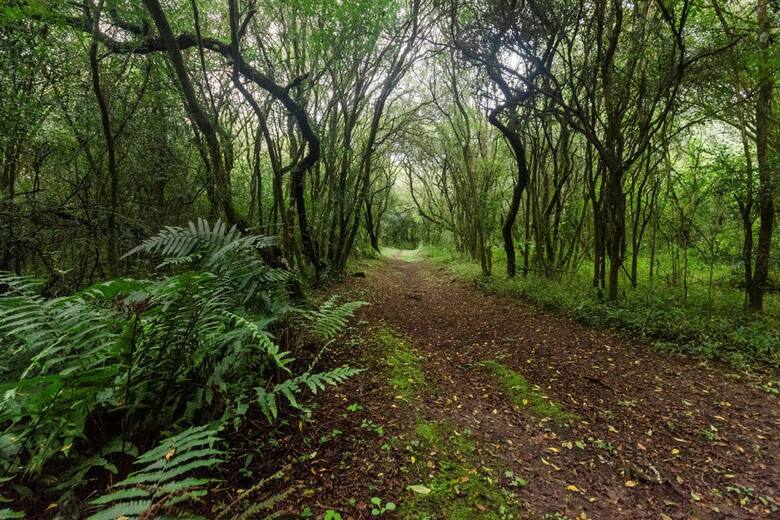 un-sendero-del-parque-nacional-el-rey-en-Y3CMGTKMENDNRLVQOODRCVLYW4