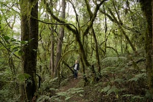 Uno de los parques nacionales más exuberantes de Argentina ya no es inaccesible