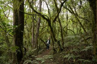 Uno de los parques nacionales más exuberantes de Argentina ya no es inaccesible