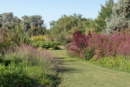 Un sendero entre borduras con Celosia spicata, Baccharis trimera y Muhlenbergia capillaris, entre otras