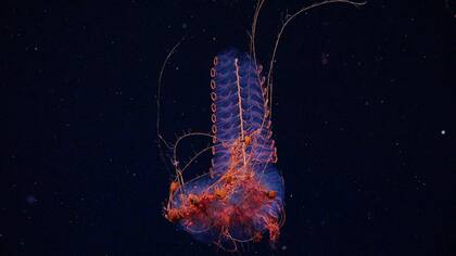 Un sifonóforo fue documentado a 1.250 metros de profundidad en el Cañón de Mar del Plata, donde se registró gran biodiversidad en arrecifes de coral profundo con anémonas, pepinos de mar, erizos, caracoles y otras especies
ROV SuBastian / Schmidt Ocean Institute