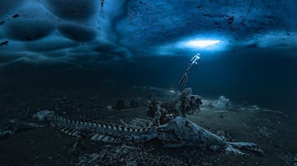 Un solo cadáver de ballena puede albergar a cientos de especies en las profundidades del océano (Foto: Alex Dawson)