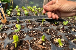 Los mejores tips para tener una huerta familiar