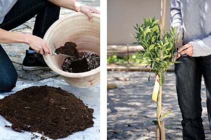 Un sustrato aireado es importante para que las raíces crezcan sanas dentro de la maceta