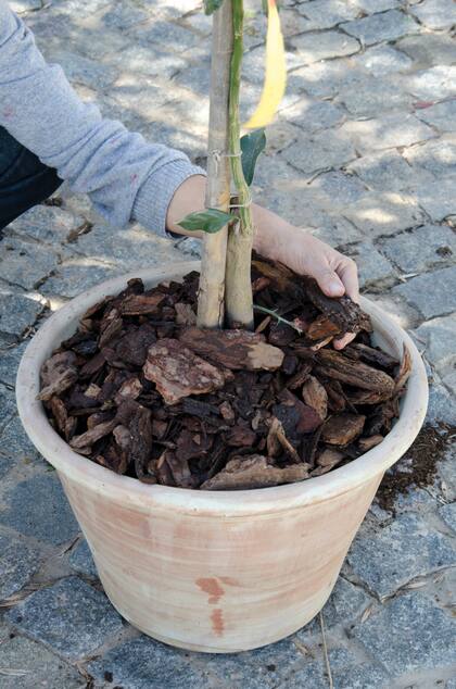 Un sustrato suelto con compost, turba y algo de perlita o arena gruesa aseguran aireación y evitar encharcamientos en las macetas