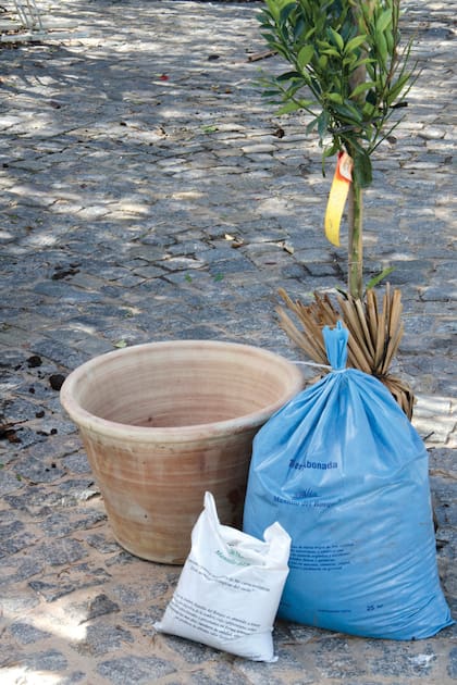 Un sustrato y contenedor adecuados son indispensables para un cultivo exitoso de frutales en maceta