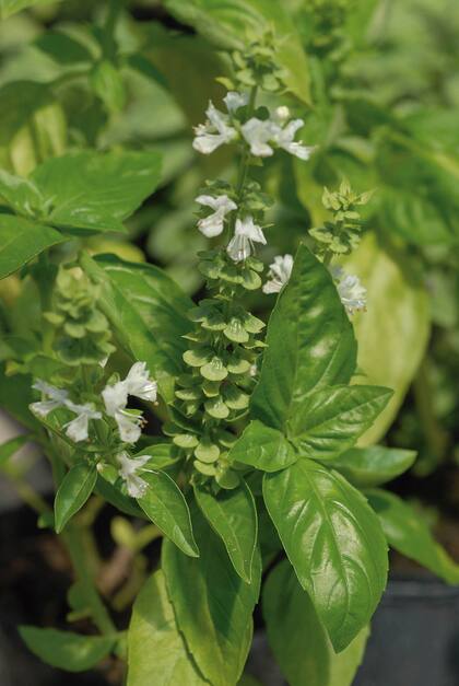 Un té o limonada con albahaca aligera la pesadez estomacal