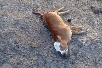 Un ternero muerto en la localidad de El Pontón, Corrientes