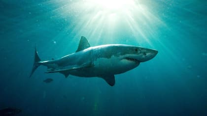 Un tiburón blanco