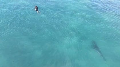 Un tiburón aterró a un grupo de surfistas en Sudáfrica