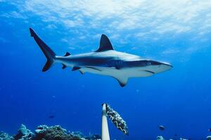 Australia: el misterio detrás del récord de ataques de tiburón en casi un siglo