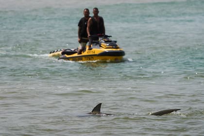 Un tiburón nada en el Mediterráneo mientras la policía israelí busca en la zona a un nadador que al parecer fue atacado por un tiburón el lunes, cerca de la ciudad israelí de Hadera, el martes 22 de abril de 2025. (AP Foto/Ariel Schalit)