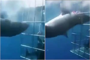 Bajó a las profundidades del mar, un tiburón quiso atacarlo y terminó envuelto en una polémica