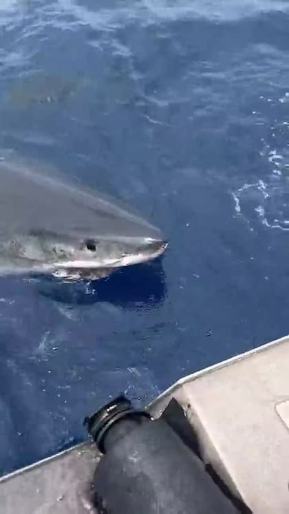 Un tiburón se pone cara a cara al bote de pescadores en Queensland, Australia