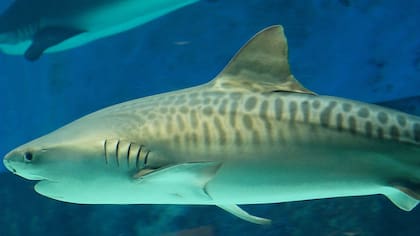 Un tiburón tigre (Archivo)