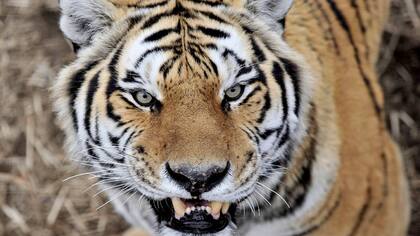 Un tigre de Manchuria