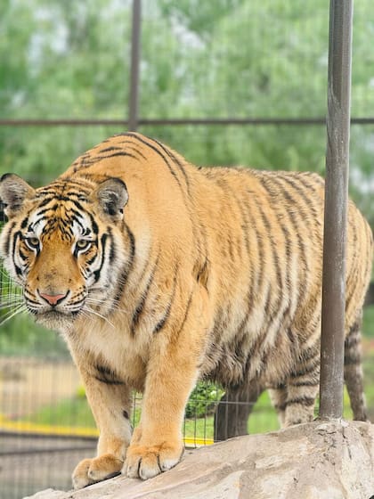 Un tigre de bengala escapó de la ciudad de Reynosa, México; el animal habría cruzado la frontera