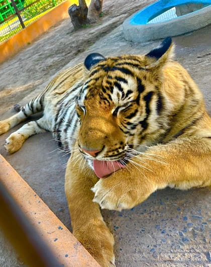 Un tigre de bengala escapó de la ciudad de Reynosa, México; el animal habría cruzado la frontera