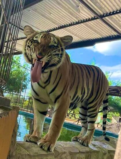 Un tigre de bengala escapó de la ciudad de Reynosa, México; el animal habría cruzado la frontera