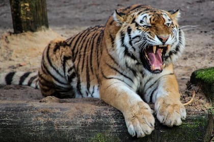 Un tigre macho de Sumatra