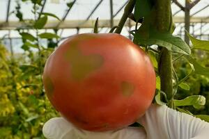 En Salta, el Senasa detectó en una plantación el virus rugoso del tomate