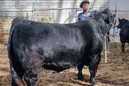 Un toro de la cabaña rematado en el marco de la Exposición Rural de Palermo