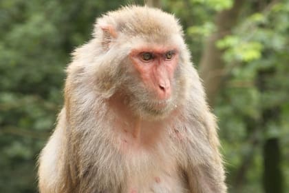 El virus Herpes B es prevalente entre los monos macacos